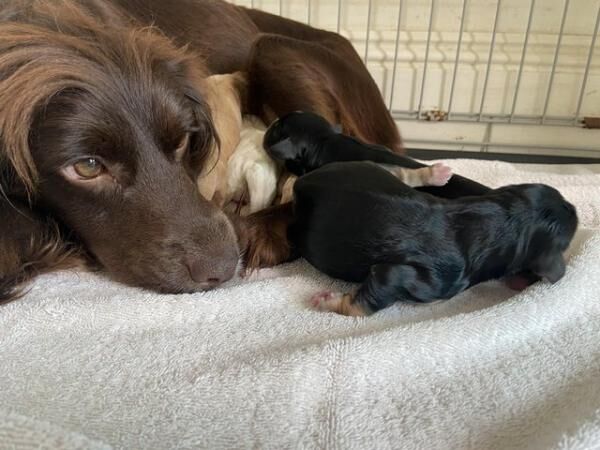 Cockapoo pups 3 boys 2 girls ready now for sale in Stow, Lincolnshire - Image 2