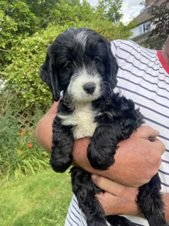 Cockapoo pups 3 boys 2 girls ready now for sale in Stow, Lincolnshire - Image 4