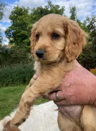 Cockapoo pups 3 boys 2 girls ready now for sale in Stow, Lincolnshire - Image 5