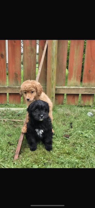 Cockapoo pups 🐶 for sale in Lisburn, County Down