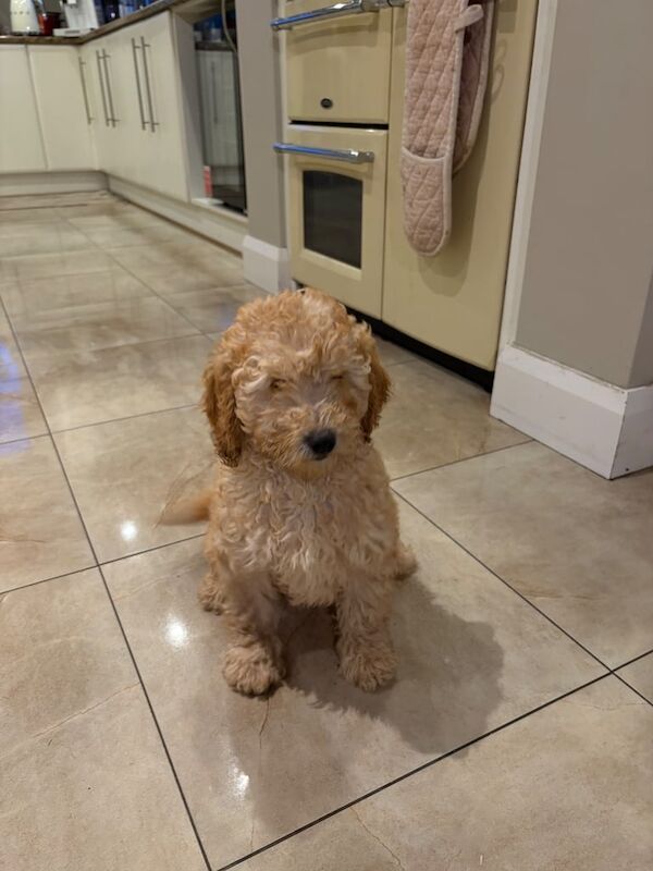 Cockapoo Pups for sale in Tempo, County Fermanagh