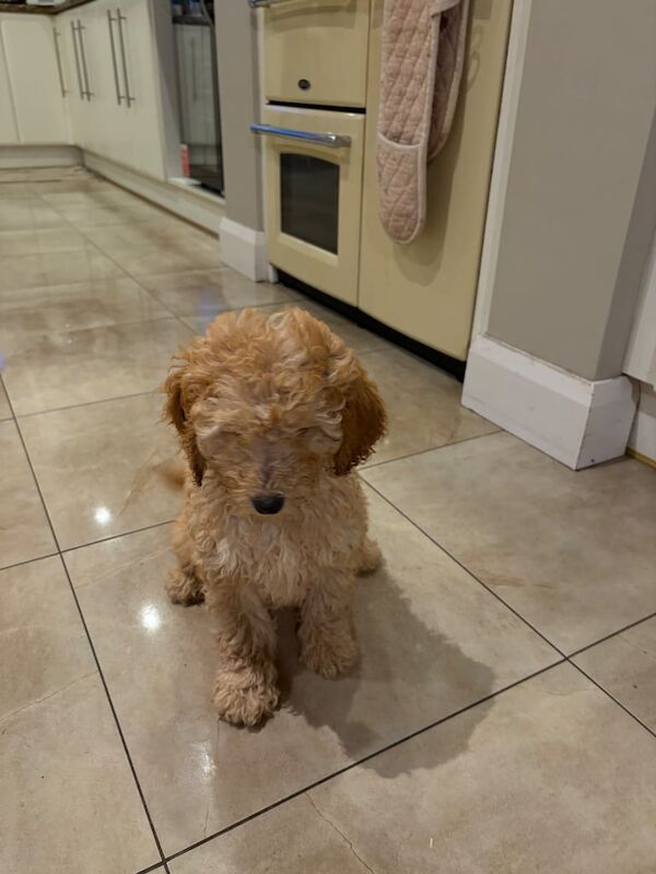 Cockapoo Pups for sale in Tempo, County Fermanagh - Image 2