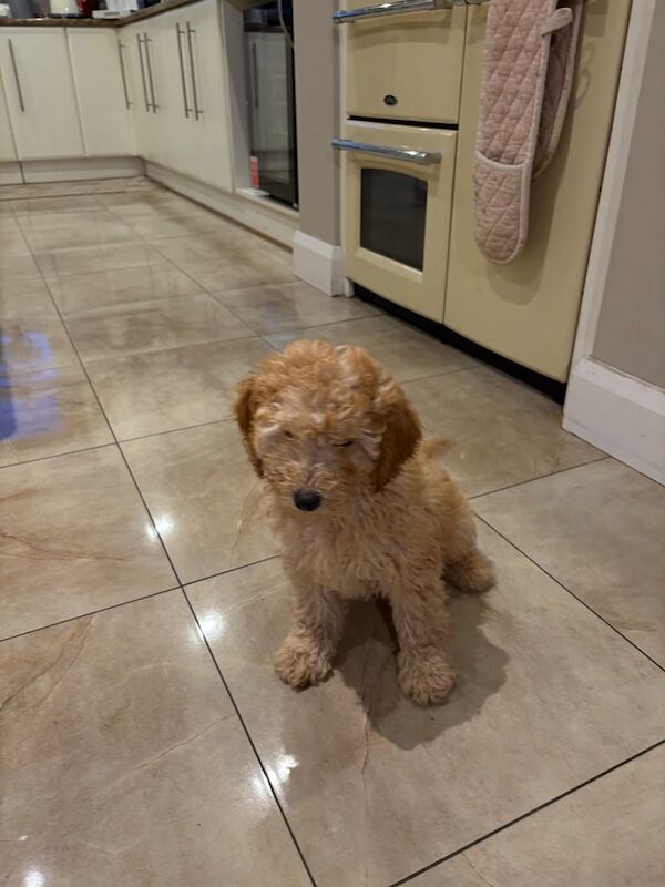 Cockapoo Pups for sale in Tempo, County Fermanagh - Image 3