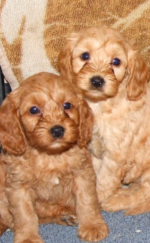 Cockapoo Pups for sale in Durham, Durham