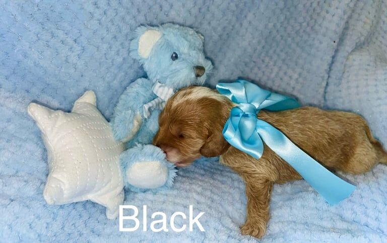 Cockapoo pups for sale in Houghton-le-Spring, Tyne and Wear - Image 2