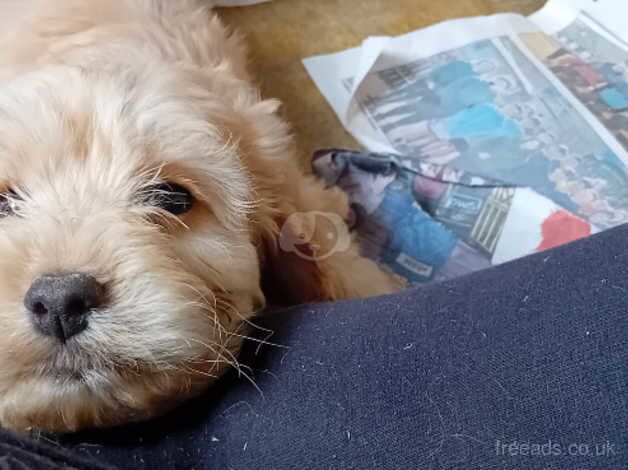 Cockapoo pups, Aberdeenshire for sale in Peterhead, Aberdeenshire - Image 1