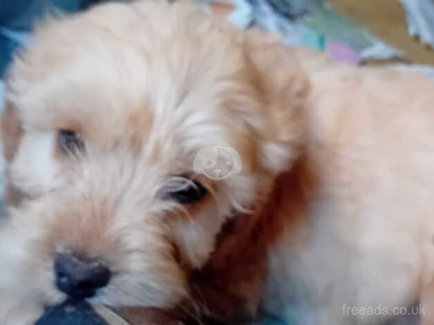 Cockapoo pups, Aberdeenshire for sale in Peterhead, Aberdeenshire - Image 2