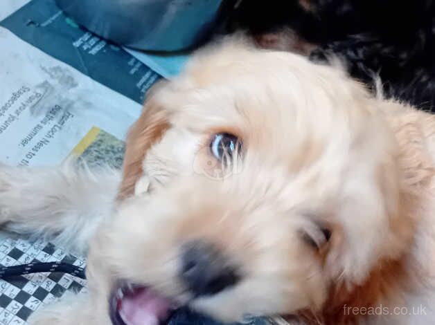 Cockapoo pups, Aberdeenshire for sale in Peterhead, Aberdeenshire - Image 3