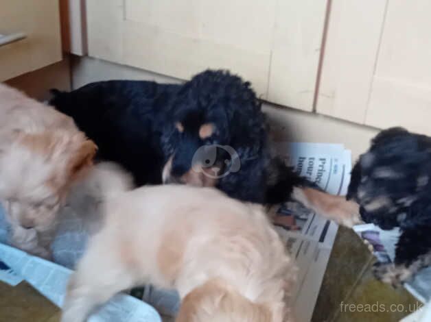 Cockapoo pups, Aberdeenshire for sale in Peterhead, Aberdeenshire - Image 4