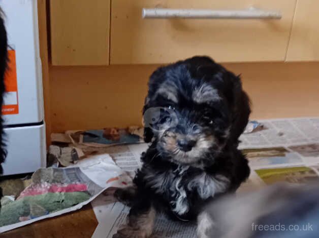 Cockapoo pups, Aberdeenshire for sale in Peterhead, Aberdeenshire - Image 5