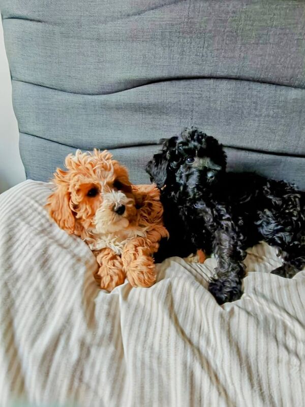 Cockapoo pups F1B for sale in Newry, County Armagh