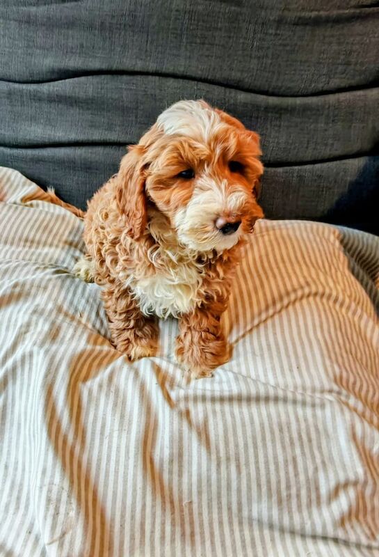 Cockapoo pups F1B for sale in Newry, County Armagh - Image 2