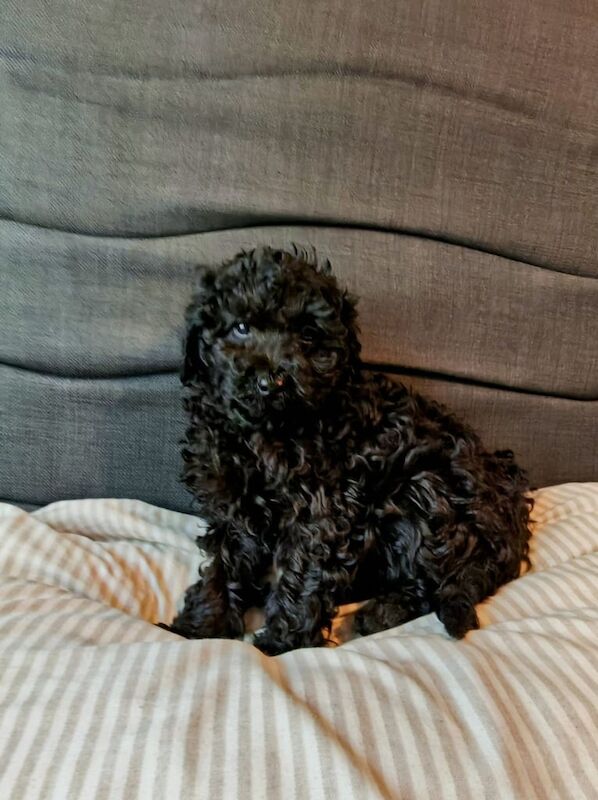 Cockapoo pups F1B for sale in Newry, County Armagh - Image 3