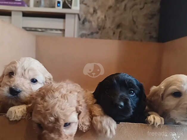 Cockapoo pups for sale - Belfast for sale in Newtownabbey, Newtownabbey