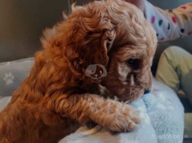 Cockapoo pups for sale - Belfast for sale in Newtownabbey, Newtownabbey - Image 2