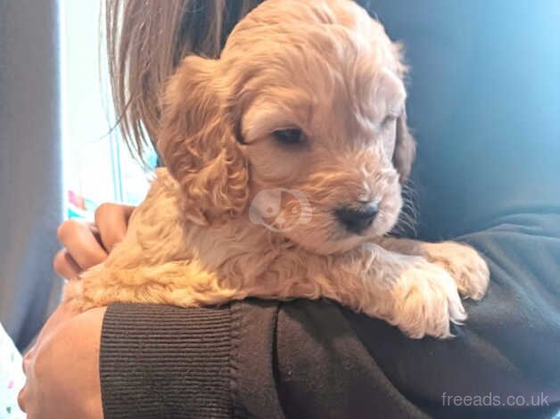 Cockapoo pups for sale - Belfast for sale in Newtownabbey, Newtownabbey - Image 3