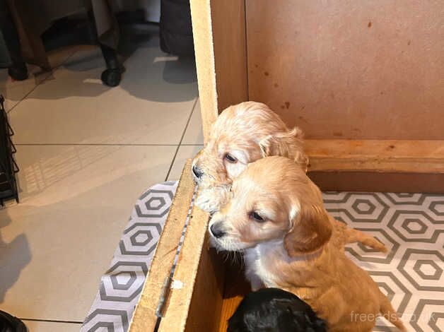 Cockapoo pups for sale - Belfast for sale in Newtownabbey, Newtownabbey - Image 4