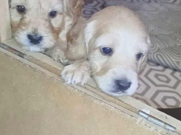 Cockapoo pups for sale - Belfast for sale in Newtownabbey, Newtownabbey - Image 5