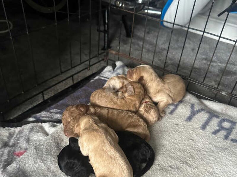 Cockapoo pups for sale in Merthyr Tydfil, Merthyr Tydfil