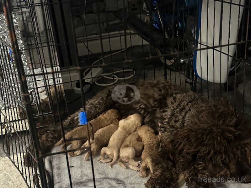 Cockapoo pups for sale in Merthyr Tydfil, Merthyr Tydfil - Image 2