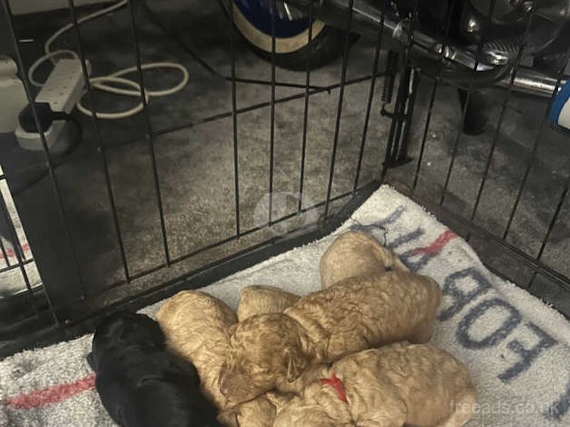 Cockapoo pups for sale in Merthyr Tydfil, Merthyr Tydfil - Image 3