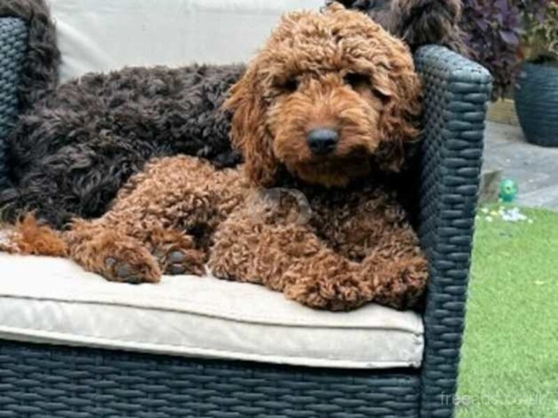 Cockapoo pups for sale in Merthyr Tydfil, Merthyr Tydfil - Image 4