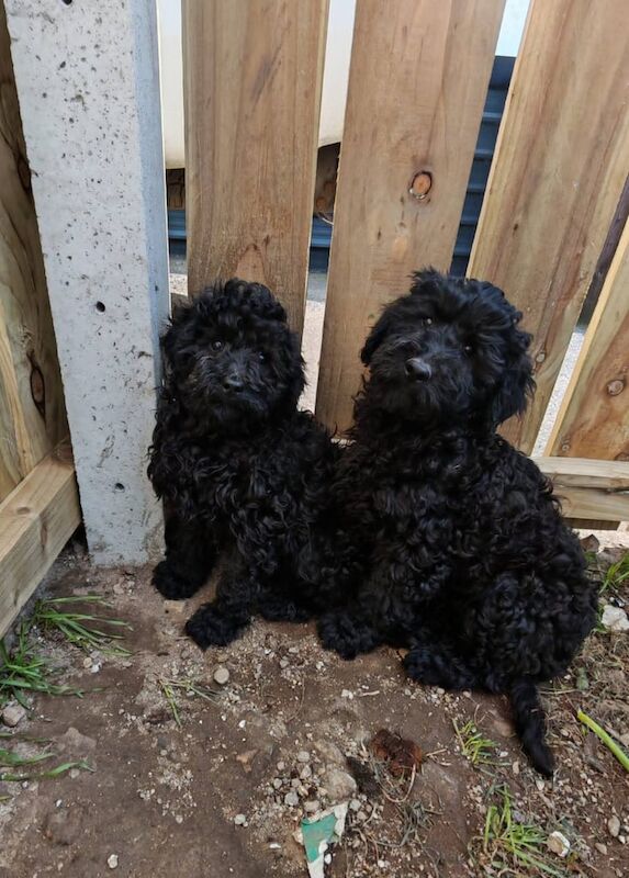 Cockapoo pups fully vaccinated for sale in Bessbrook, County Armagh - Image 1