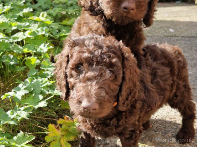 Cockapoo pups for sale in Blackpool, Lancashire - Image 1