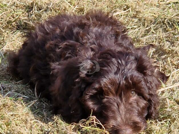 Cockapoo pups for sale in Blackpool, Lancashire - Image 2