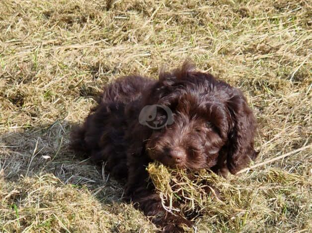 Cockapoo Puppies for sale in Lancashire