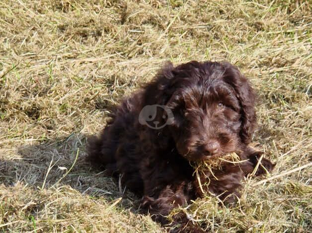 Cockapoo Puppies for sale