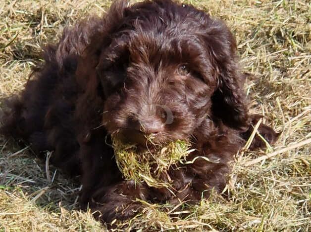 Cockapoo pups for sale in Blackpool, Lancashire - Image 5