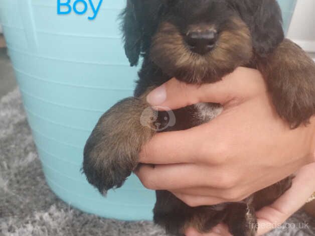 Cockapoo pups for sale in Bridgend - Image 1