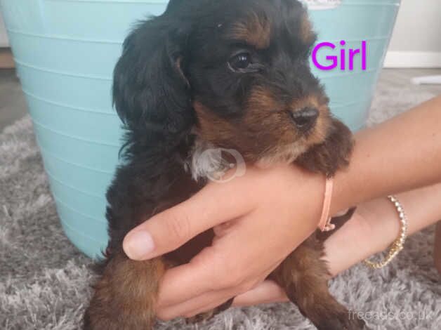 Cockapoo pups for sale in Bridgend - Image 2