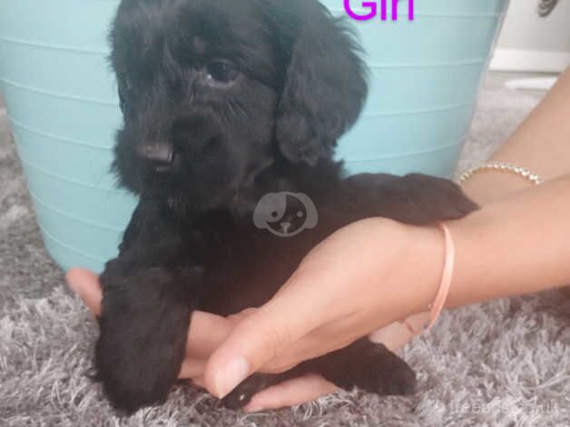 Cockapoo pups for sale in Bridgend - Image 3