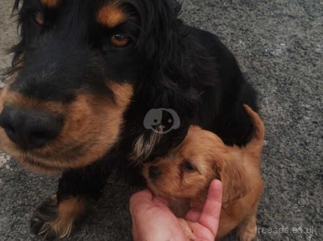 Cockapoo pups for sale in Bridgend - Image 4