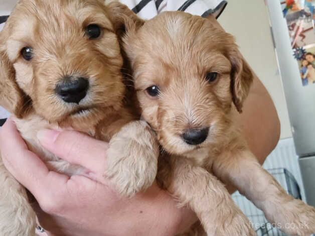 Cockapoo pups for sale in Narberth Bridge, Pembrokeshire - Image 1