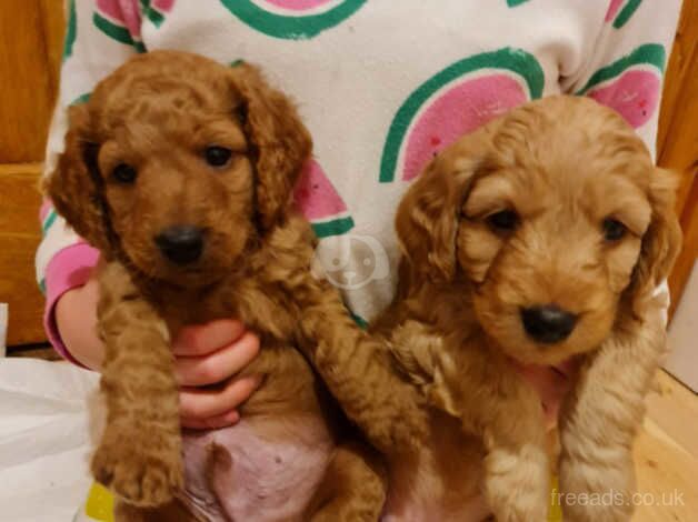 Cockapoo pups for sale in Narberth Bridge, Pembrokeshire - Image 2