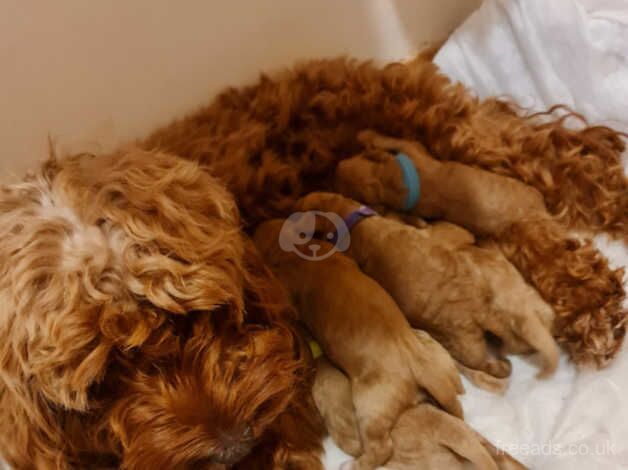 Cockapoo pups for sale in Narberth Bridge, Pembrokeshire - Image 3