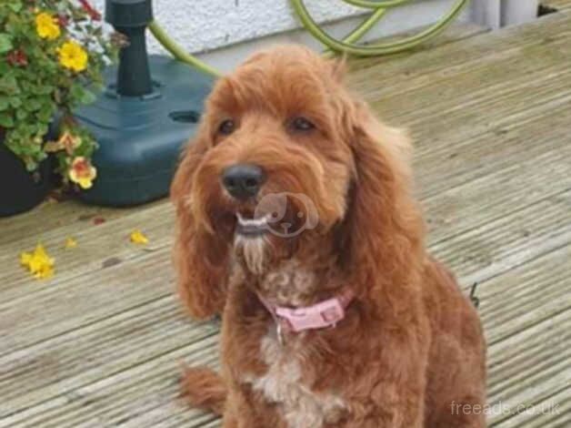 Cockapoo pups for sale in Narberth Bridge, Pembrokeshire - Image 4