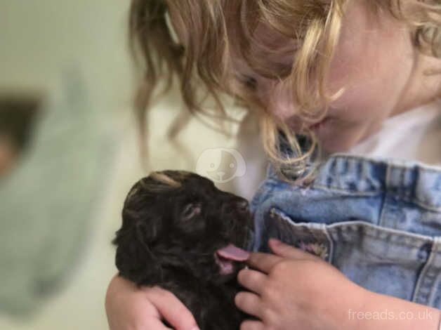 Cockapoo pups for sale in Little Poulton, Lancashire - Image 1