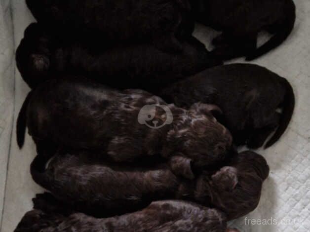 Cockapoo pups for sale in Little Poulton, Lancashire - Image 4