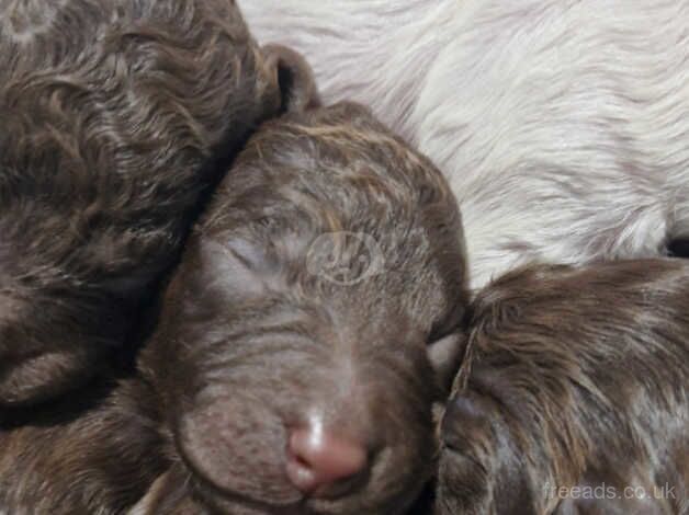 Cockapoo pups for sale in Little Poulton, Lancashire - Image 5