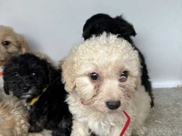 Cockapoo pups for sale in Telford, Shropshire - Image 1