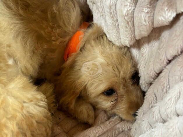 Cockapoo pups for sale in Telford, Shropshire - Image 2