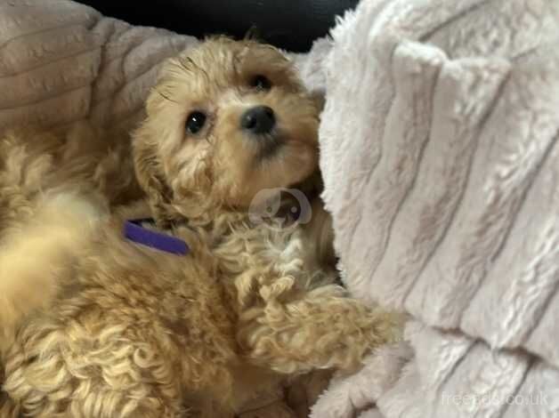 Cockapoo pups for sale in Telford, Shropshire - Image 3