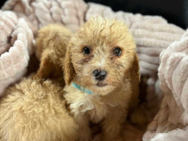 Cockapoo pups for sale in Telford, Shropshire - Image 4