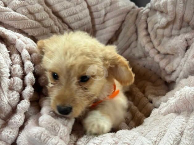 Cockapoo pups for sale in Telford, Shropshire - Image 5