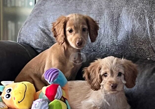 Cockapoo pups for sale in Worcester, Worcestershire