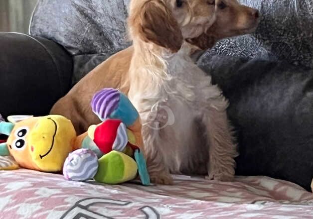 Cockapoo pups for sale in Worcester, Worcestershire - Image 2